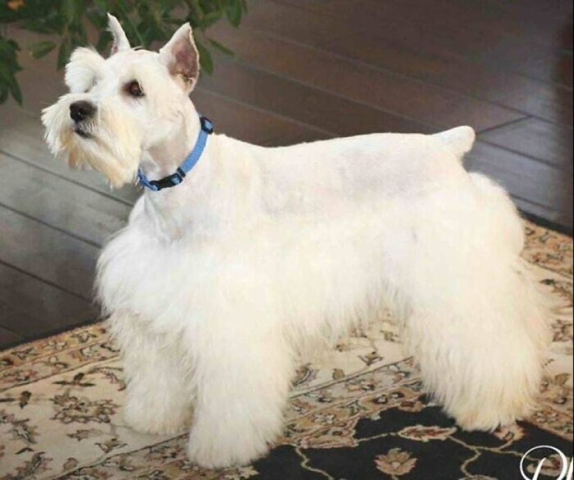 30 funny photos of dogs and cats after a bad haircut 30 funny photos of dogs and cats after a bad haircut