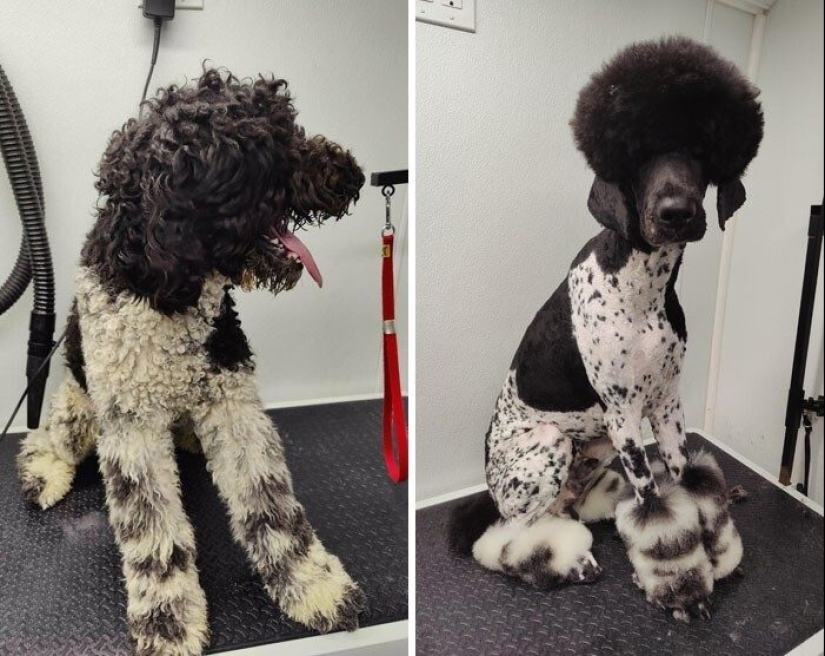 30 funny photos of dogs and cats after a bad haircut 30 funny photos of dogs and cats after a bad haircut