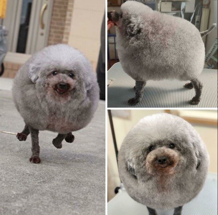30 funny photos of dogs and cats after a bad haircut 30 funny photos of dogs and cats after a bad haircut