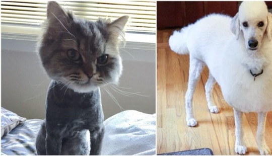 30 funny photos of dogs and cats after a bad haircut 30 funny photos of dogs and cats after a bad haircut