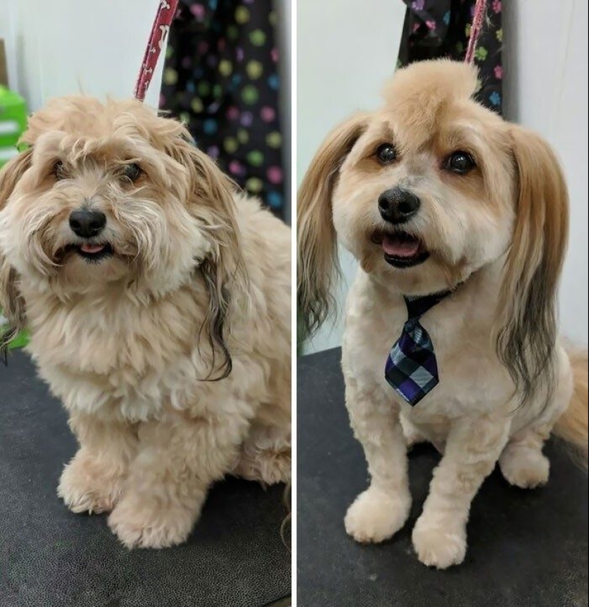 30 funny photos of dogs and cats after a bad haircut 30 funny photos of dogs and cats after a bad haircut