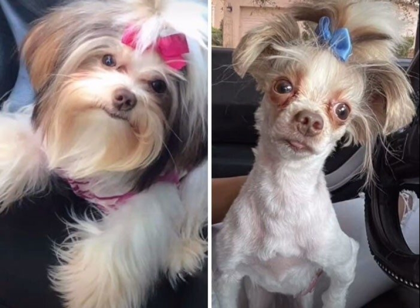 30 funny photos of dogs and cats after a bad haircut 30 funny photos of dogs and cats after a bad haircut