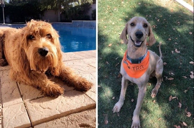 30 funny photos of dogs and cats after a bad haircut 30 funny photos of dogs and cats after a bad haircut