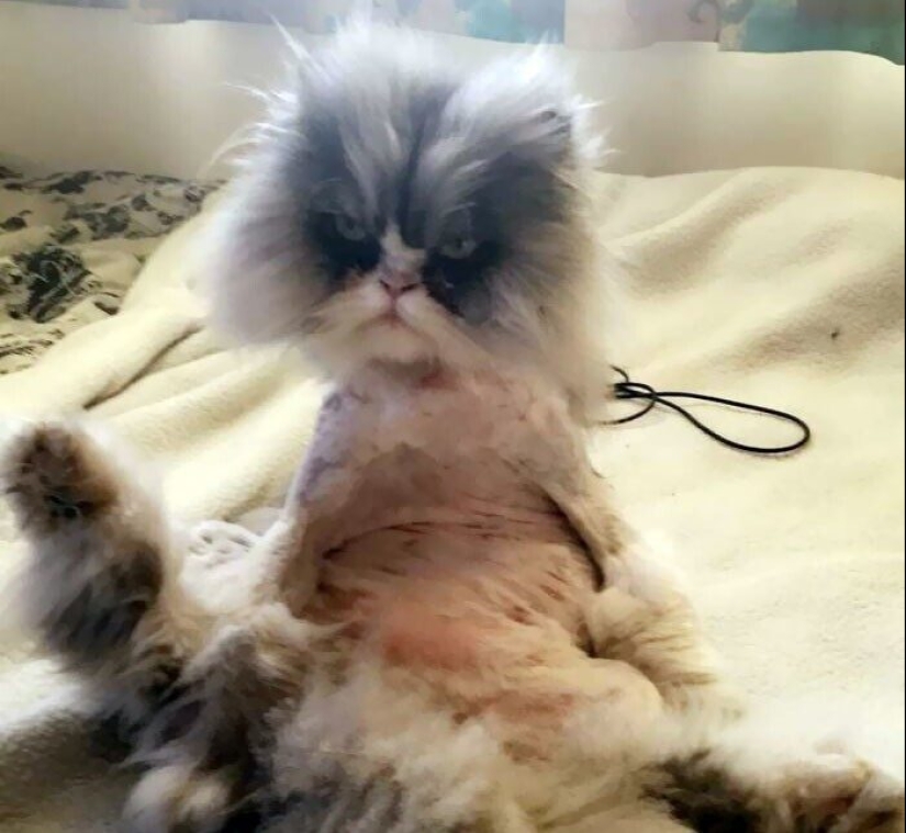 30 funny photos of dogs and cats after a bad haircut 30 funny photos of dogs and cats after a bad haircut