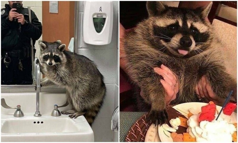 30 funny photos of raccoons that are guaranteed to cheer you up 30 funny photos of raccoons that are guaranteed to cheer you up