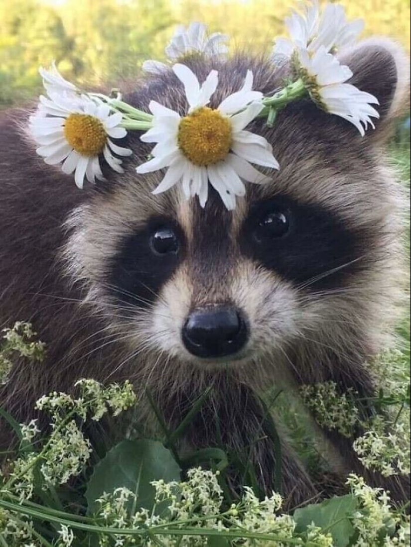30 funny photos of raccoons that are guaranteed to cheer you up 30 funny photos of raccoons that are guaranteed to cheer you up