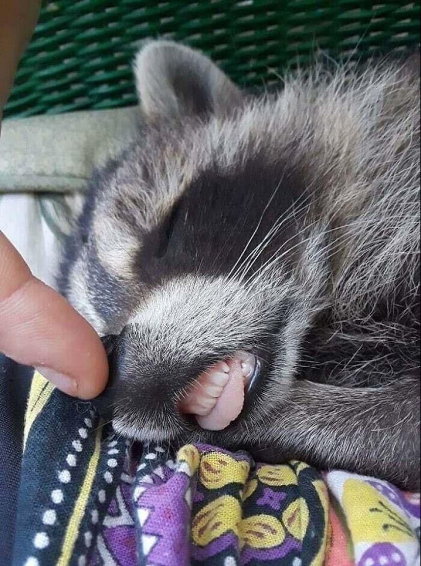30 funny photos of raccoons that are guaranteed to cheer you up 30 funny photos of raccoons that are guaranteed to cheer you up