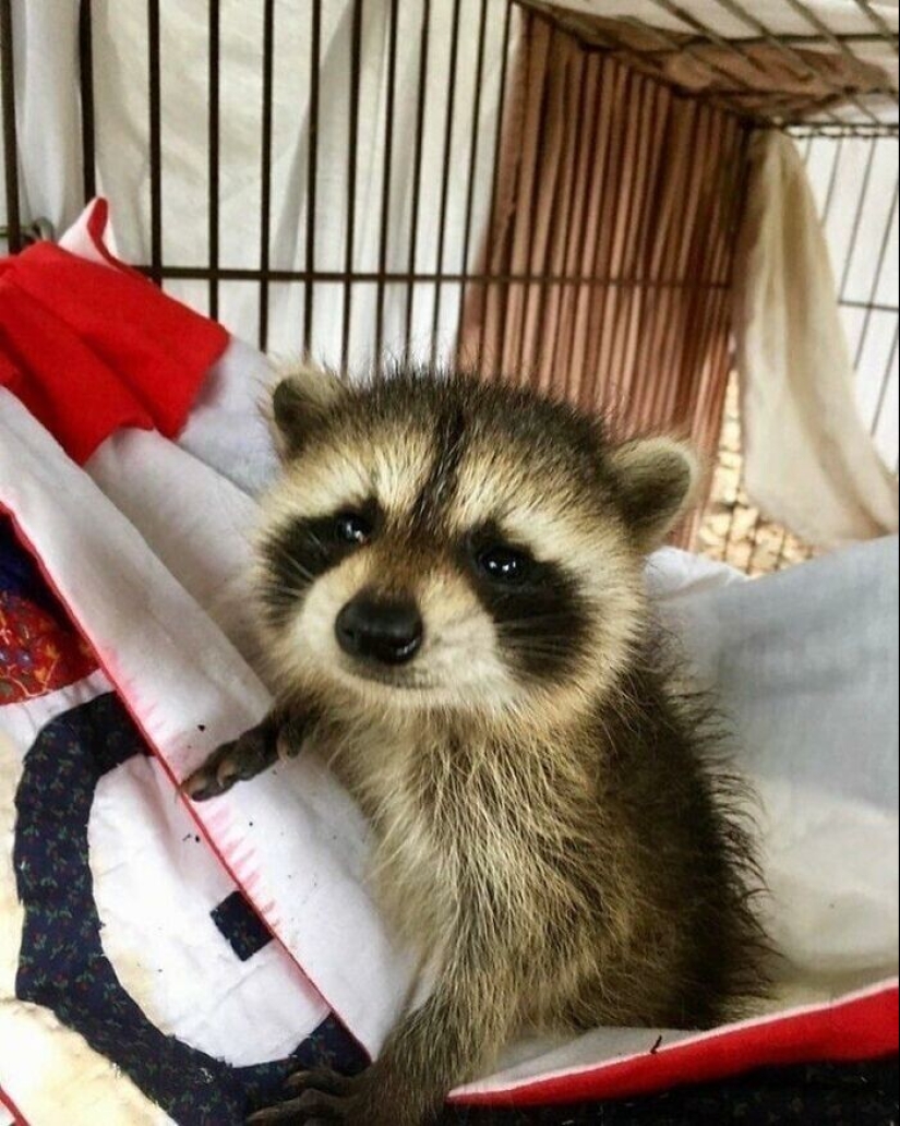 30 funny photos of raccoons that are guaranteed to cheer you up 30 funny photos of raccoons that are guaranteed to cheer you up