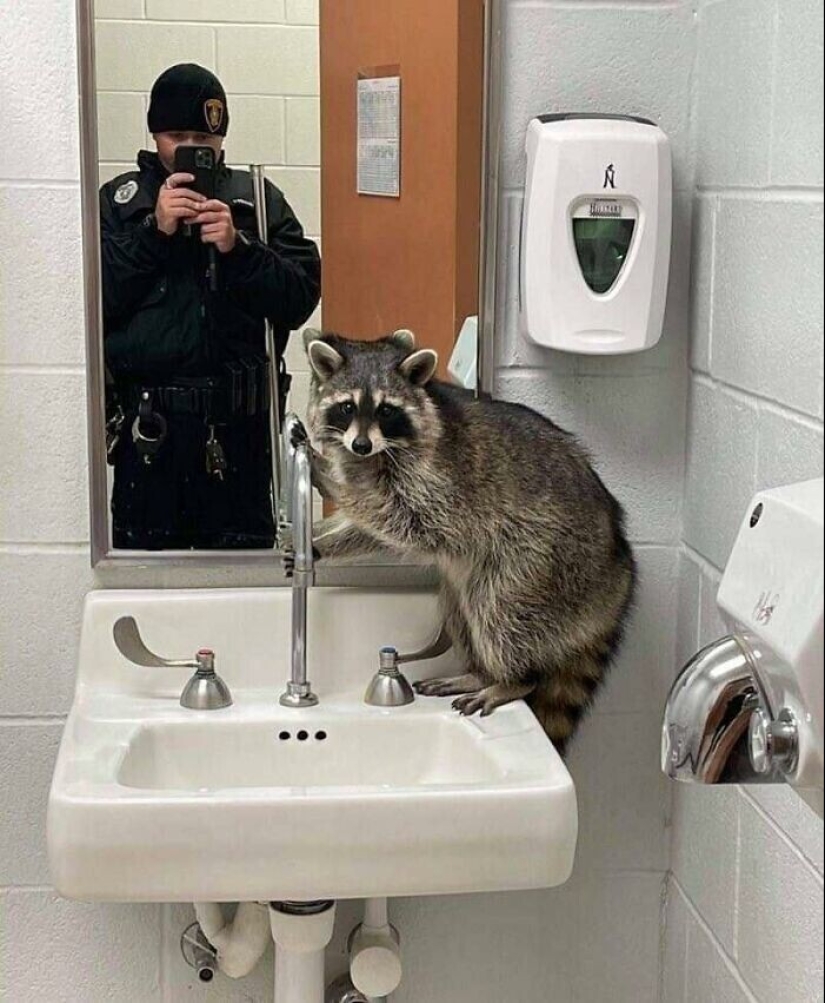 30 funny photos of raccoons that are guaranteed to cheer you up 30 funny photos of raccoons that are guaranteed to cheer you up