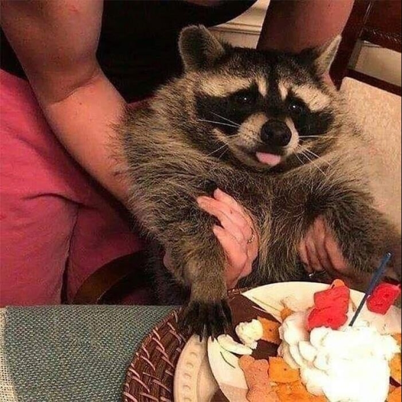 30 funny photos of raccoons that are guaranteed to cheer you up 30 funny photos of raccoons that are guaranteed to cheer you up