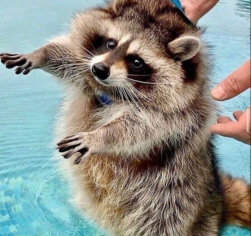 30 funny photos of raccoons that are guaranteed to cheer you up 30 funny photos of raccoons that are guaranteed to cheer you up