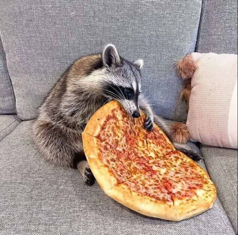 30 funny photos of raccoons that are guaranteed to cheer you up 30 funny photos of raccoons that are guaranteed to cheer you up