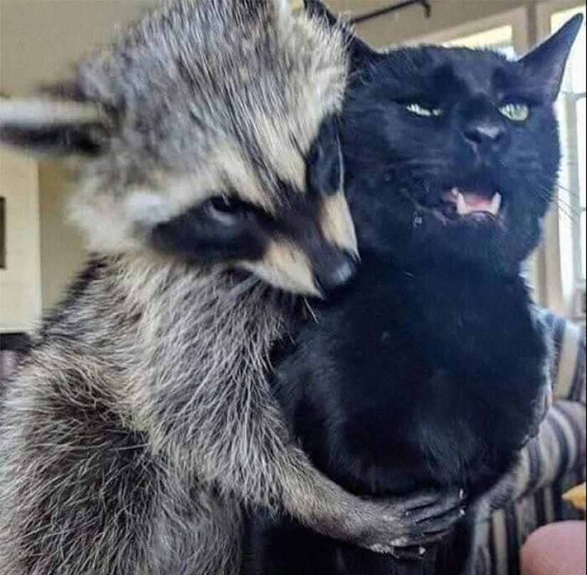 30 funny photos of raccoons that are guaranteed to cheer you up 30 funny photos of raccoons that are guaranteed to cheer you up