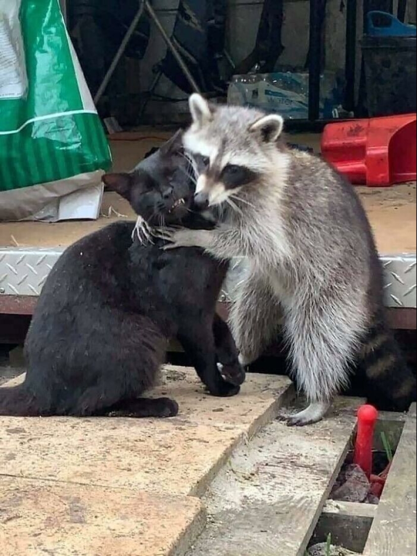 30 funny photos of raccoons that are guaranteed to cheer you up 30 funny photos of raccoons that are guaranteed to cheer you up