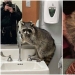 30 funny photos of raccoons that are guaranteed to cheer you up