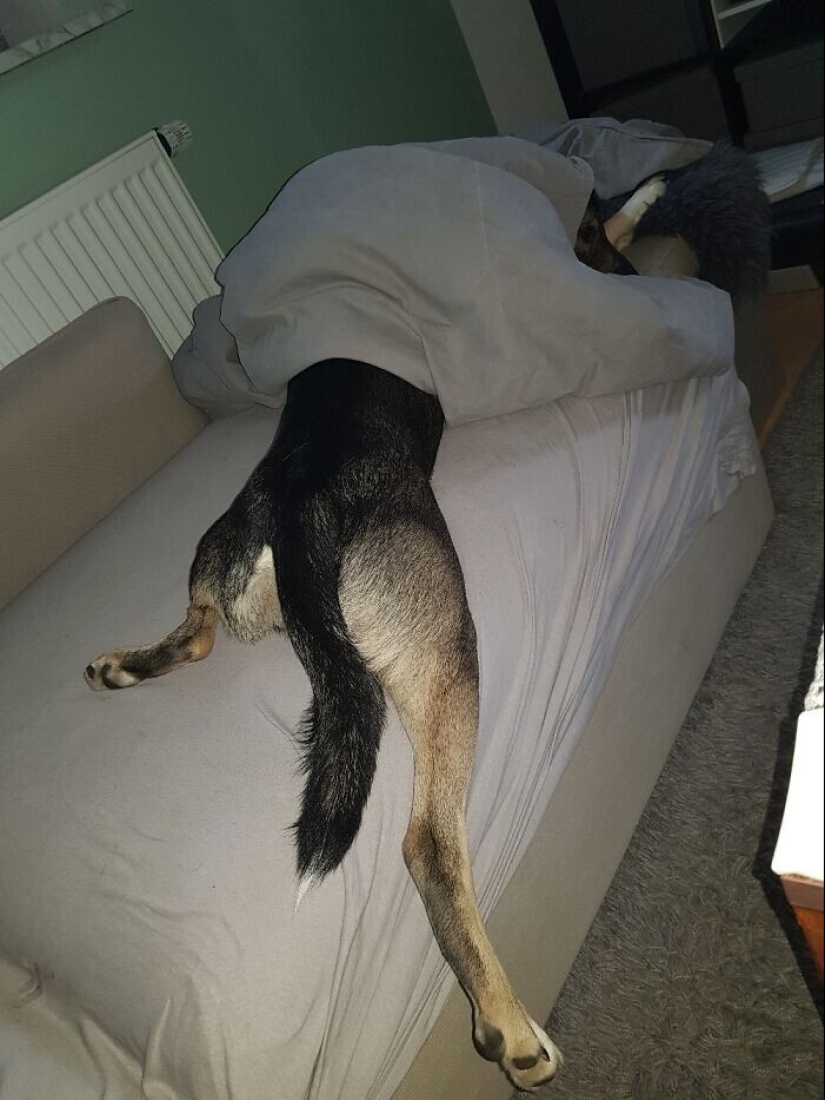 30 funny photos with animals that are guaranteed to cheer you up