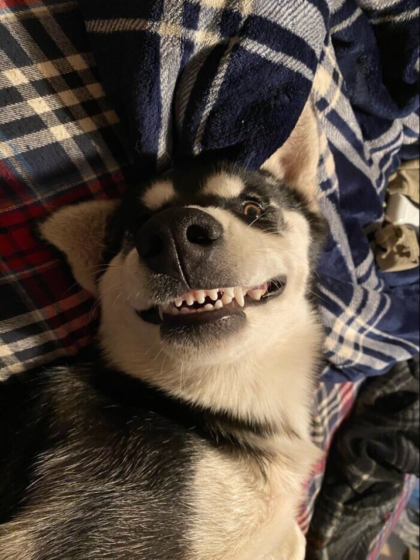 30 funny photos with animals that are guaranteed to cheer you up
