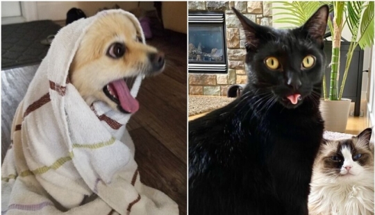 30 funny photos with animals that are guaranteed to cheer you up