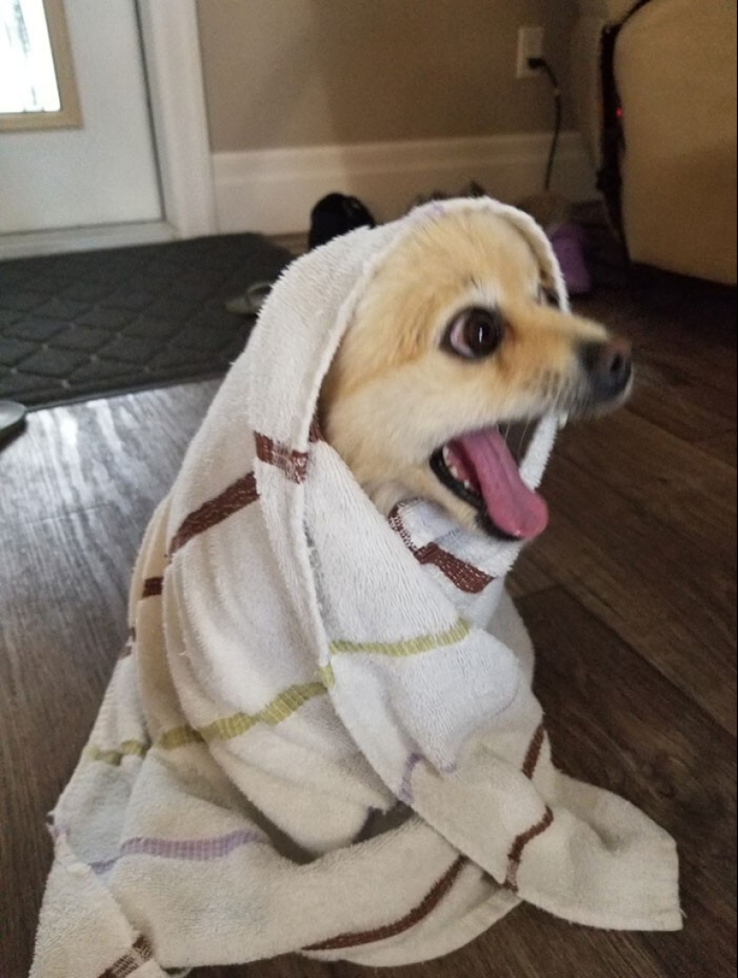 30 funny photos with animals that are guaranteed to cheer you up