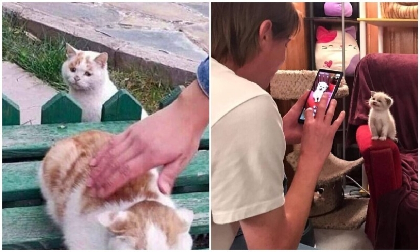 30 gatitos divertidos que darán una buena porción de emociones positivas 30 gatitos divertidos que darán una buena porción de emociones positivas