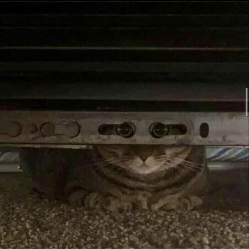 30 gatitos divertidos que darán una buena porción de emociones positivas 30 gatitos divertidos que darán una buena porción de emociones positivas