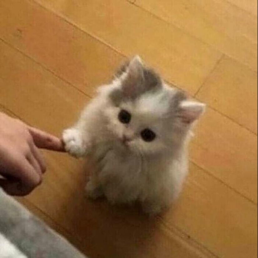 30 gatitos divertidos que darán una buena porción de emociones positivas 30 gatitos divertidos que darán una buena porción de emociones positivas