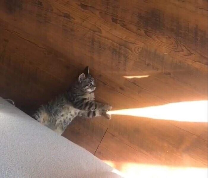 30 gatitos divertidos que darán una buena porción de emociones positivas 30 gatitos divertidos que darán una buena porción de emociones positivas