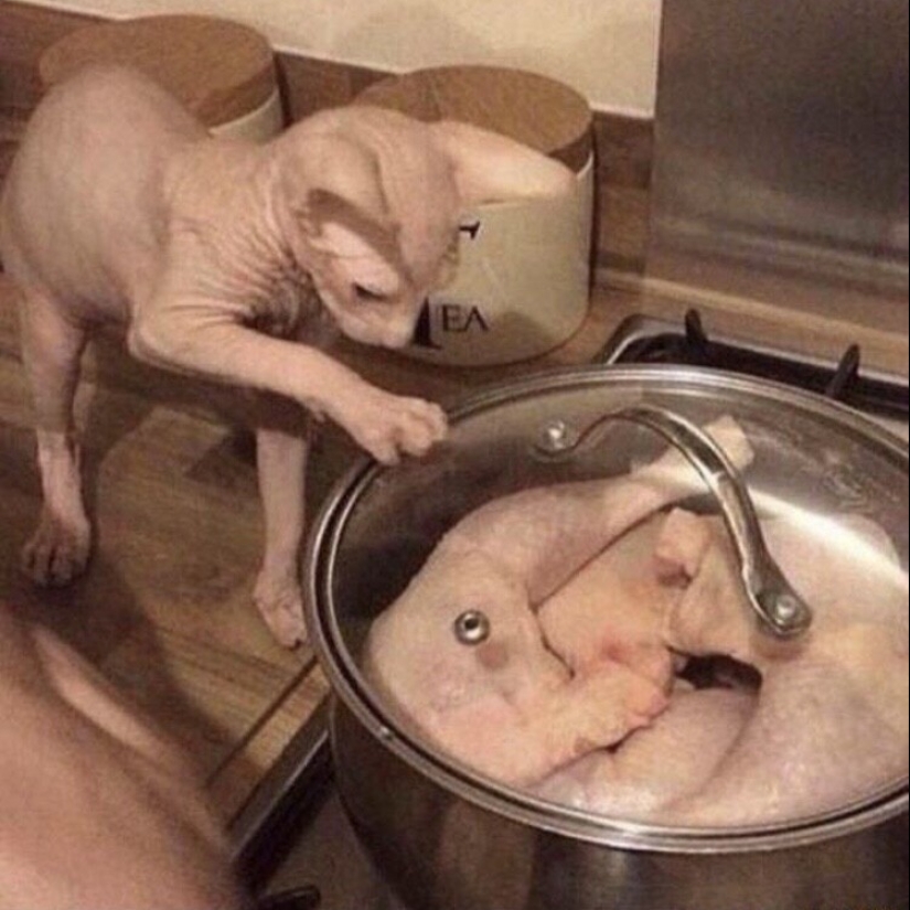 30 gatitos divertidos que darán una buena porción de emociones positivas 30 gatitos divertidos que darán una buena porción de emociones positivas