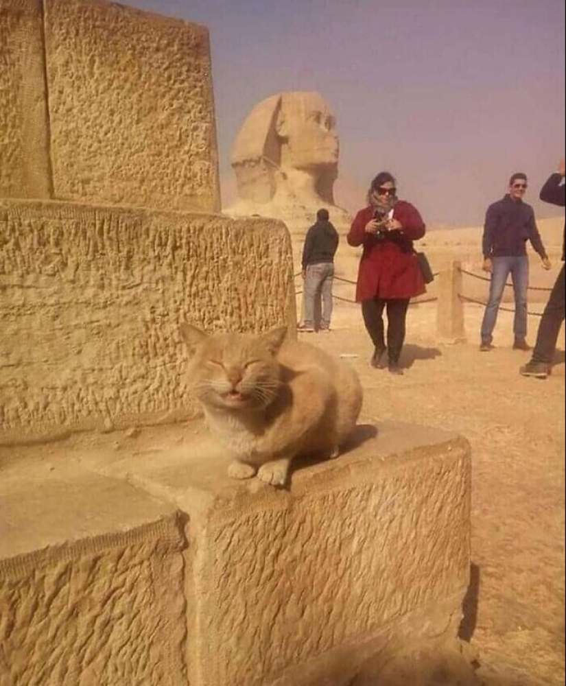 30 gatitos divertidos que darán una buena porción de emociones positivas 30 gatitos divertidos que darán una buena porción de emociones positivas