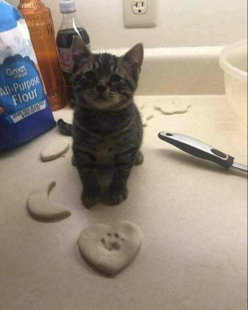 30 gatitos divertidos que darán una buena porción de emociones positivas 30 gatitos divertidos que darán una buena porción de emociones positivas