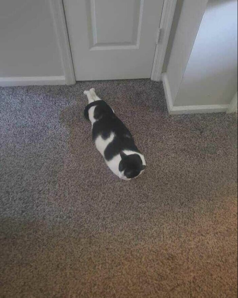 30 gatitos divertidos que darán una buena porción de emociones positivas 30 gatitos divertidos que darán una buena porción de emociones positivas