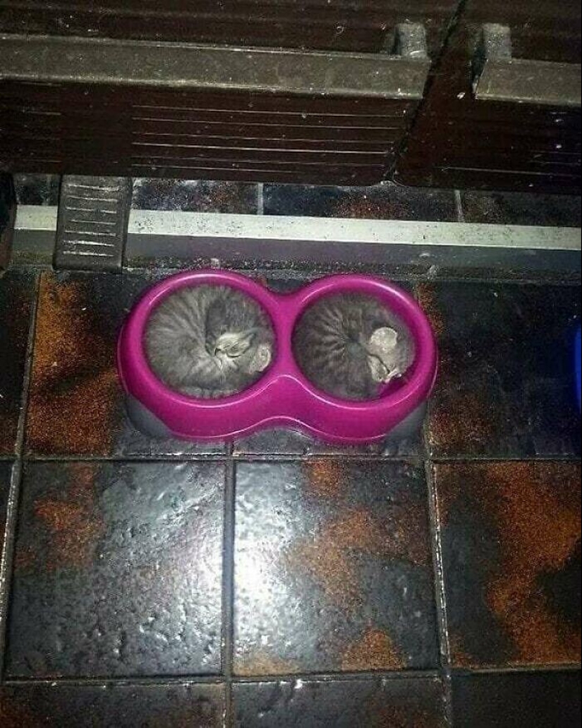 30 gatitos divertidos que darán una buena porción de emociones positivas 30 gatitos divertidos que darán una buena porción de emociones positivas