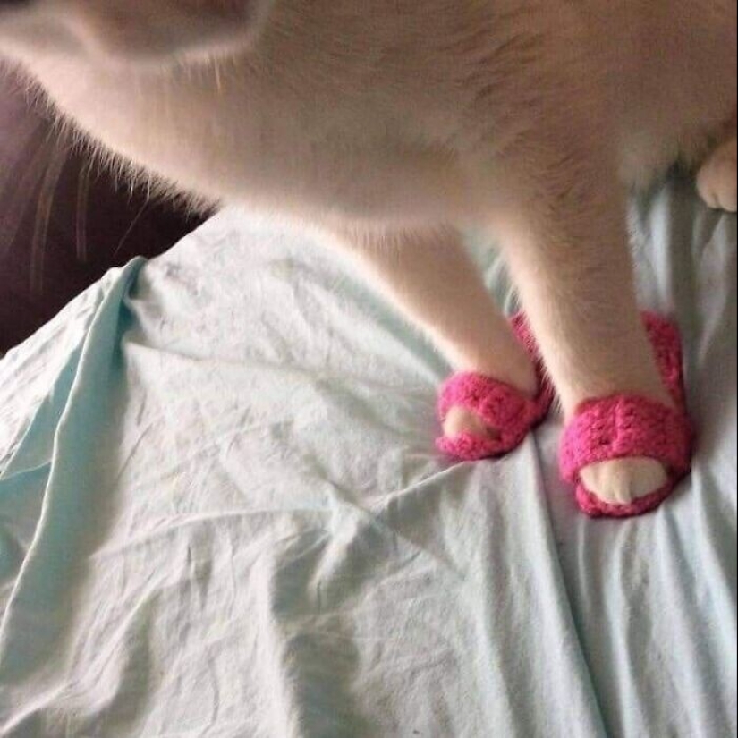 30 gatitos divertidos que darán una buena porción de emociones positivas 30 gatitos divertidos que darán una buena porción de emociones positivas