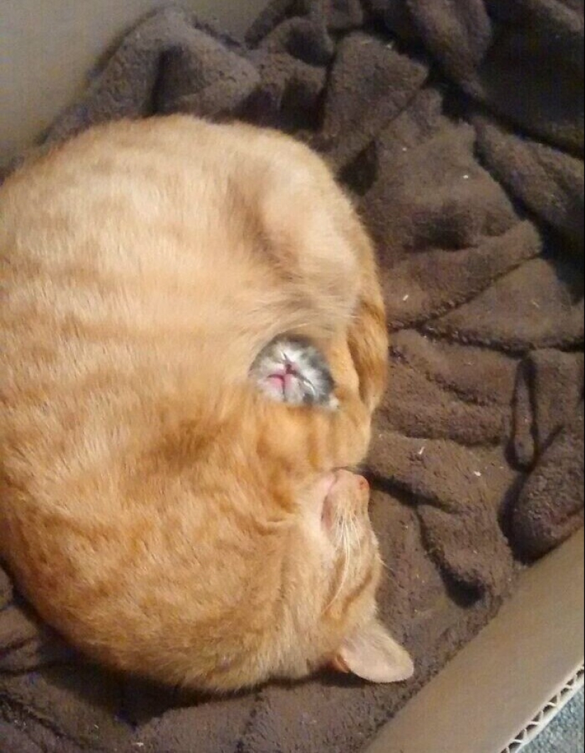 30 gatitos divertidos que darán una buena porción de emociones positivas 30 gatitos divertidos que darán una buena porción de emociones positivas