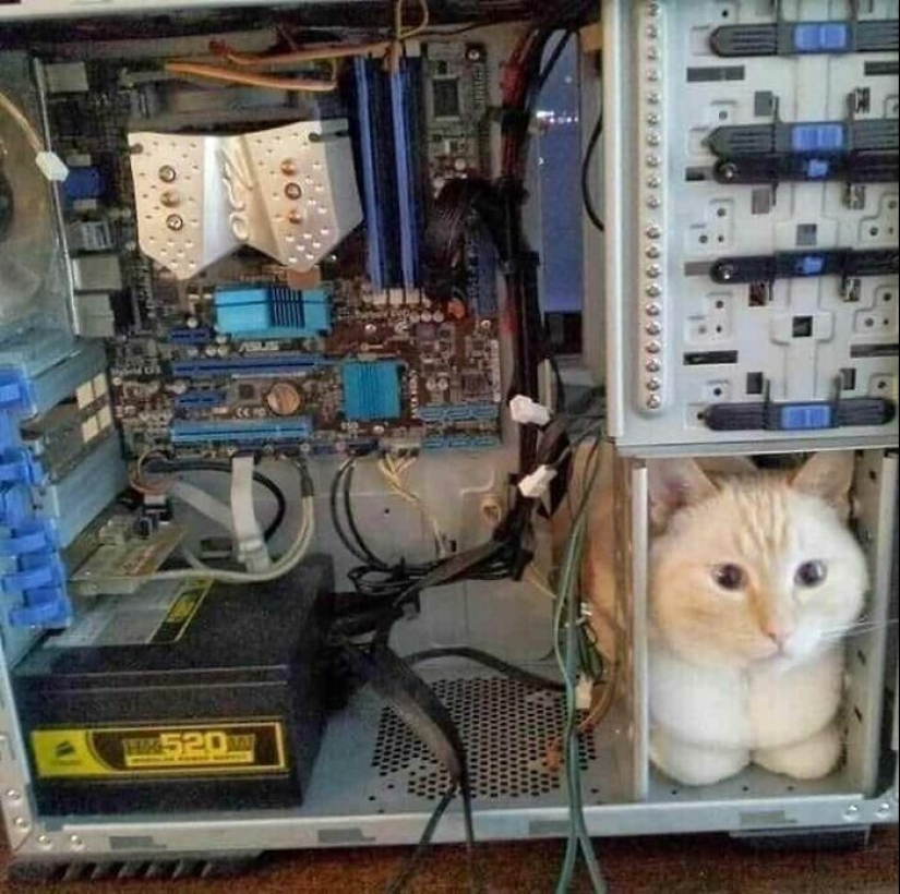 30 gatitos divertidos que darán una buena porción de emociones positivas 30 gatitos divertidos que darán una buena porción de emociones positivas