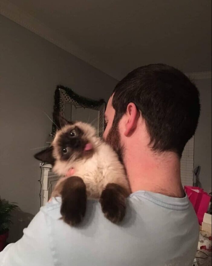 30 gatitos divertidos que darán una buena porción de emociones positivas 30 gatitos divertidos que darán una buena porción de emociones positivas