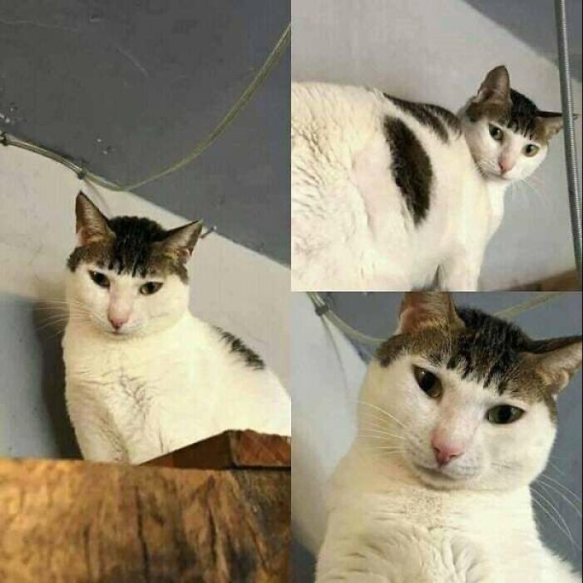 30 gatitos divertidos que darán una buena porción de emociones positivas 30 gatitos divertidos que darán una buena porción de emociones positivas