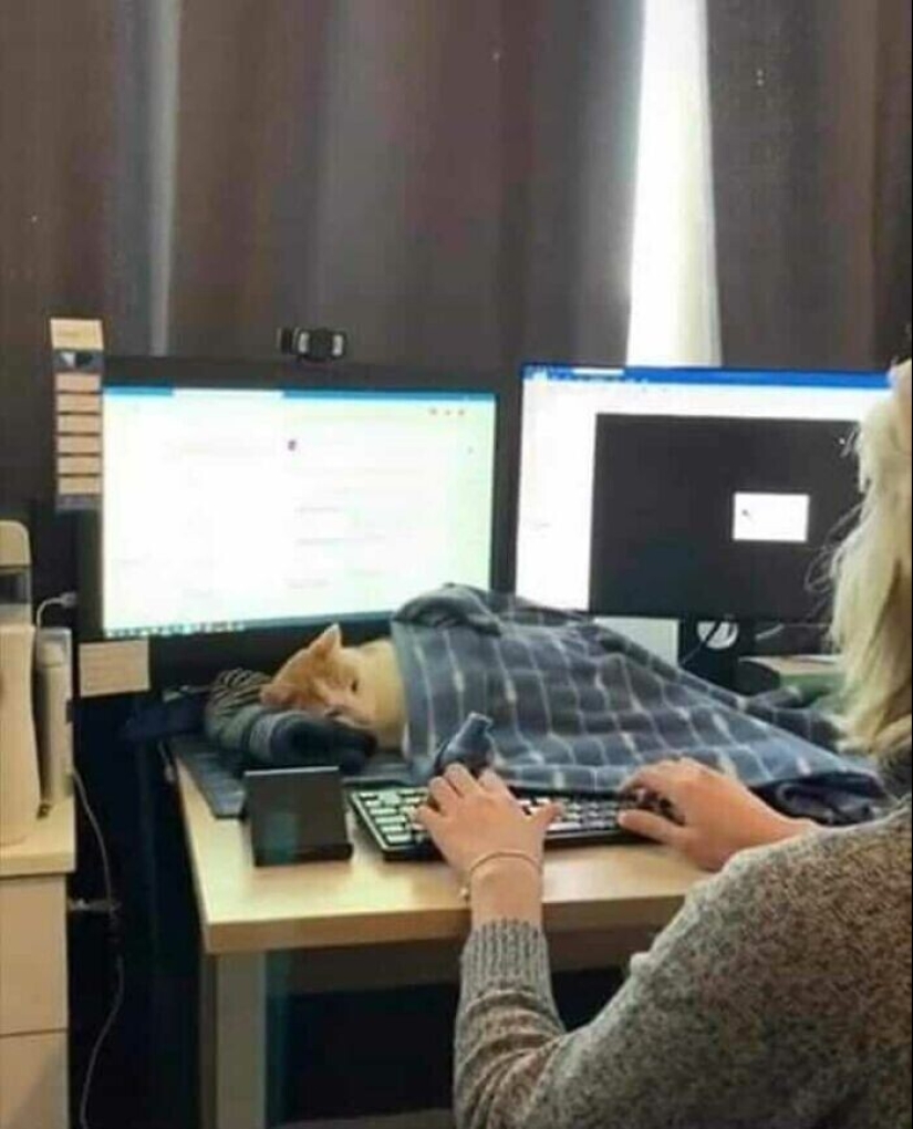 30 gatitos divertidos que darán una buena porción de emociones positivas 30 gatitos divertidos que darán una buena porción de emociones positivas