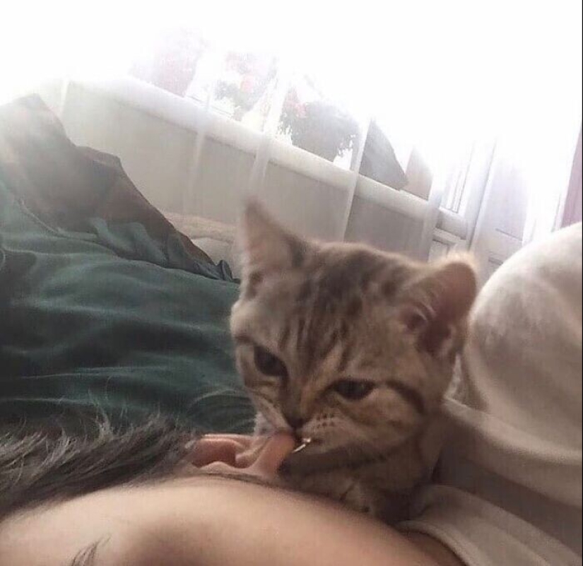 30 gatitos divertidos que darán una buena porción de emociones positivas 30 gatitos divertidos que darán una buena porción de emociones positivas