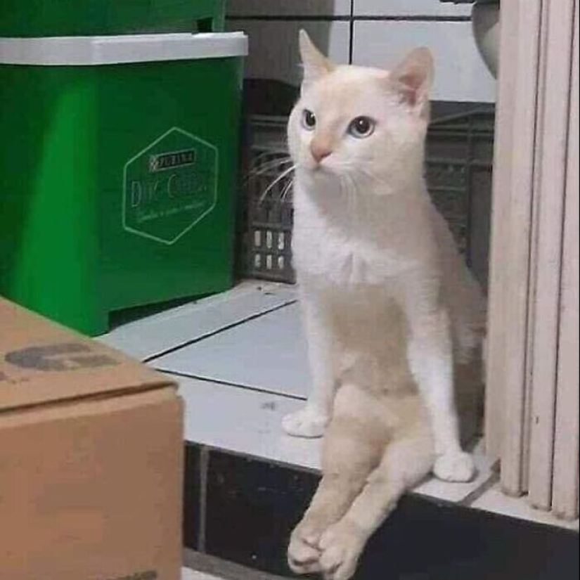 30 gatitos divertidos que darán una buena porción de emociones positivas 30 gatitos divertidos que darán una buena porción de emociones positivas