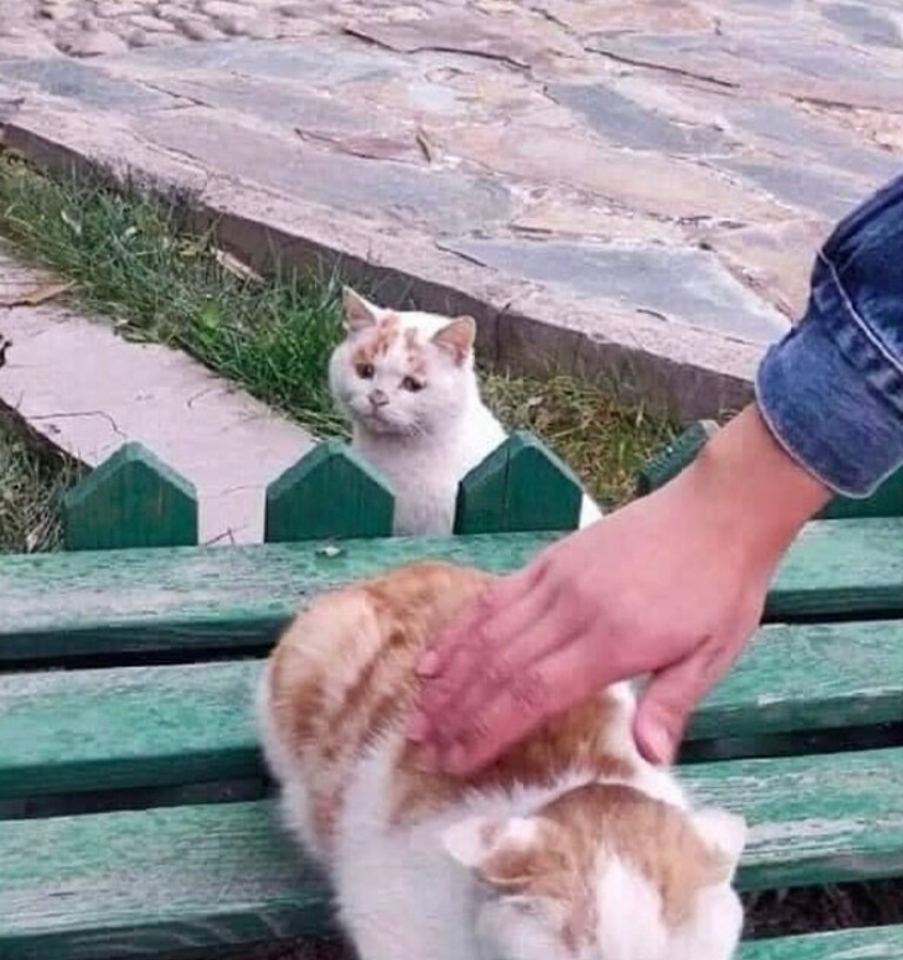 30 gatitos divertidos que darán una buena porción de emociones positivas 30 gatitos divertidos que darán una buena porción de emociones positivas