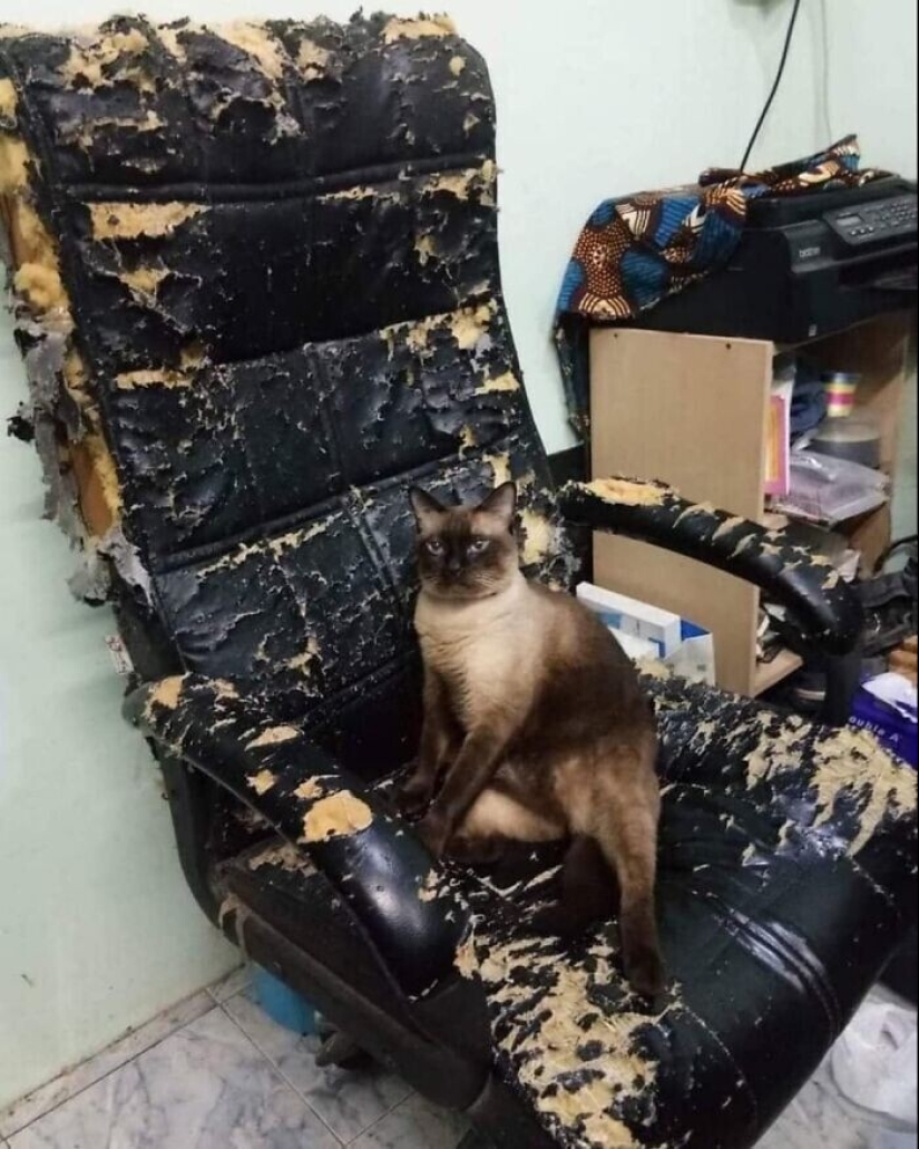 30 gatitos divertidos que darán una buena porción de emociones positivas 30 gatitos divertidos que darán una buena porción de emociones positivas