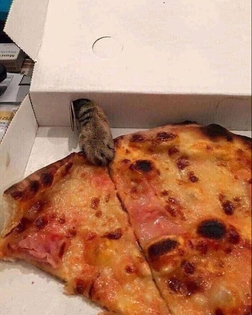 30 gatitos divertidos que darán una buena porción de emociones positivas 30 gatitos divertidos que darán una buena porción de emociones positivas