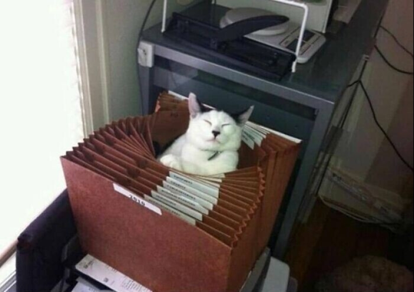 30 gatitos divertidos que darán una buena porción de emociones positivas 30 gatitos divertidos que darán una buena porción de emociones positivas