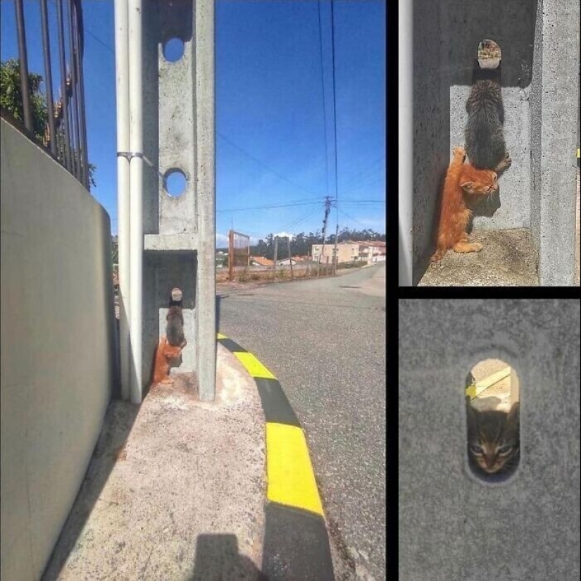 30 gatitos divertidos que darán una buena porción de emociones positivas 30 gatitos divertidos que darán una buena porción de emociones positivas