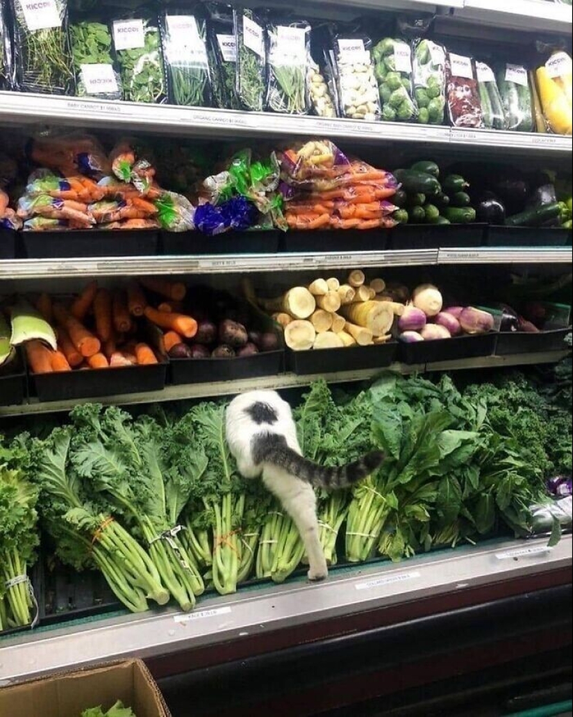 30 gatitos divertidos que darán una buena porción de emociones positivas 30 gatitos divertidos que darán una buena porción de emociones positivas