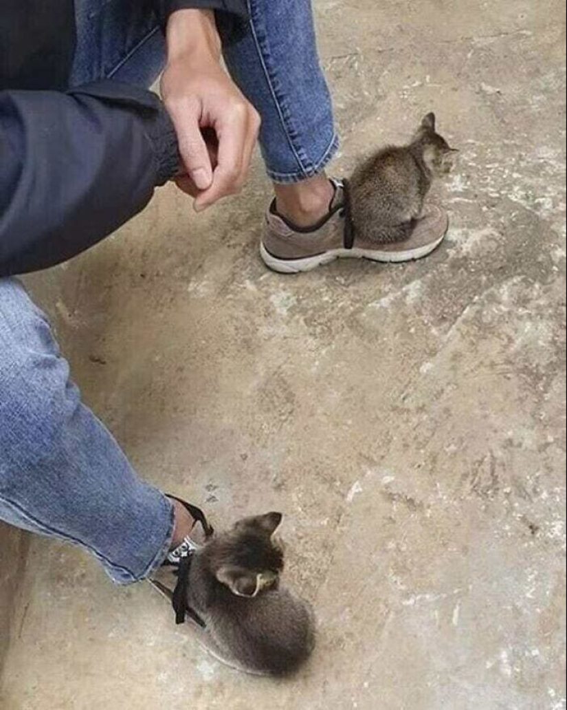 30 gatitos divertidos que darán una buena porción de emociones positivas 30 gatitos divertidos que darán una buena porción de emociones positivas