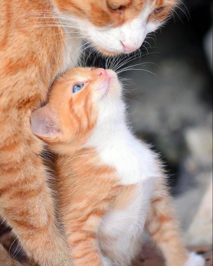 30 heartfelt photos that will make up for the lack of goodness