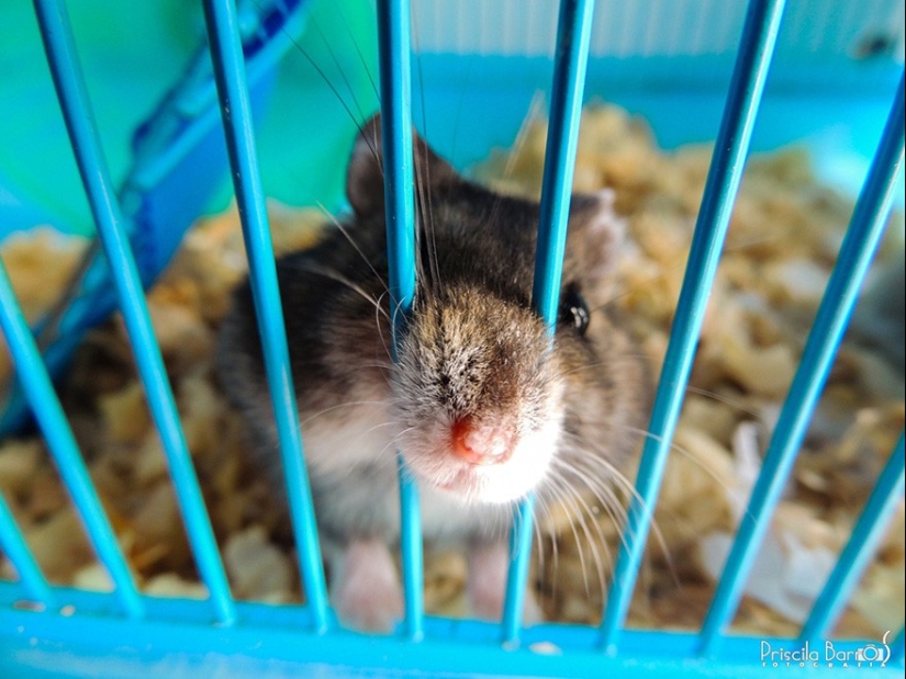 30 hámsters lindos-mimimi rueda encima! 30 hámsters lindos-mimimi rueda encima!