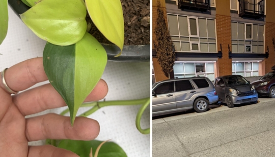 30 interesting photos of different differences that arouse interest